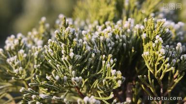 特写实拍冬季植物上的雪白的霜
